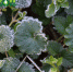 frost on leaves 2116619 960 720 - Trisosny.ru