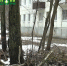Безымянный 1 - Trisosny.ru