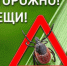 Осторожно, клещи атакуют!. - Администрация г. Димитровград